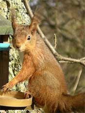 Red Squirrels in the Crags
