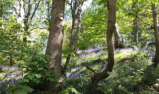 Bluebells