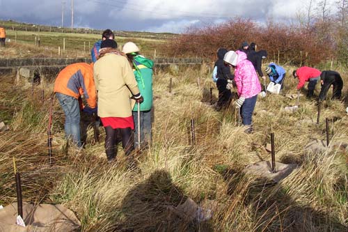 Over 1000 trees in one day