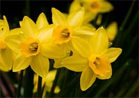 Daffs