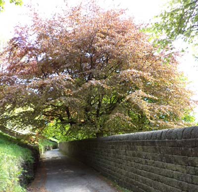 Arvon trees