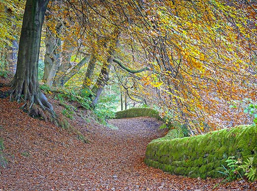 Autumn, Hardcastle Crags by Philip Dean