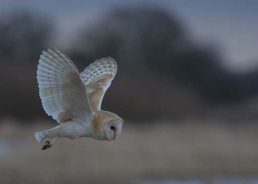 Looking for Food by Ian Parker