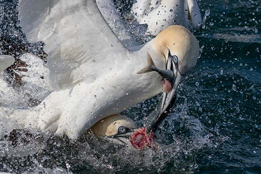 Gannets fighting over fish