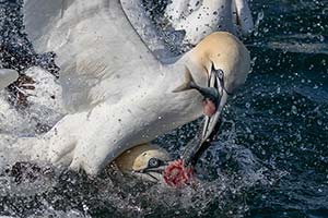 gannets fighting