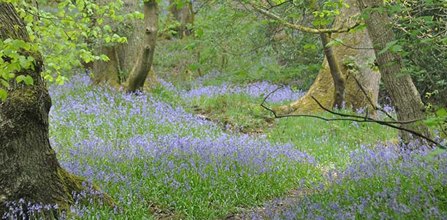 bluebells