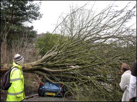 Tree fall - Windsor Road