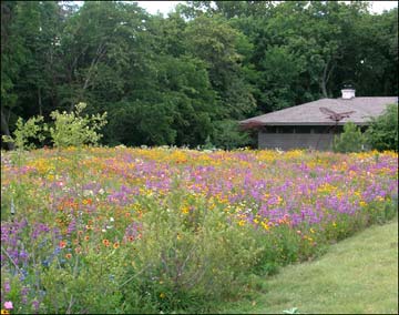 Meadow